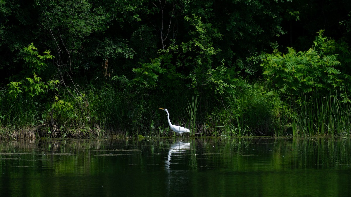 Grande Aigrette - ML620512383