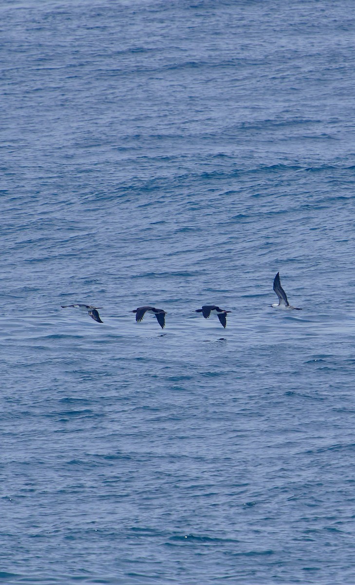 Peruvian Booby - ML620512386