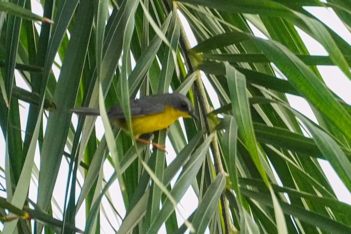 Gray-and-gold Warbler - ML620512387