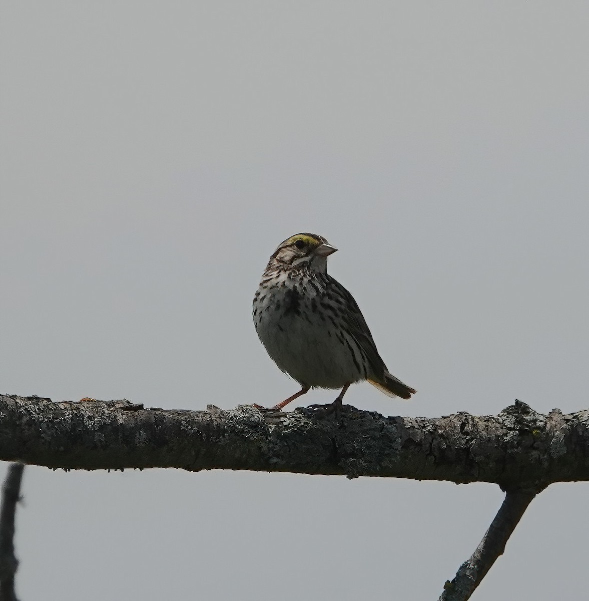 Savannah Sparrow - ML620512388