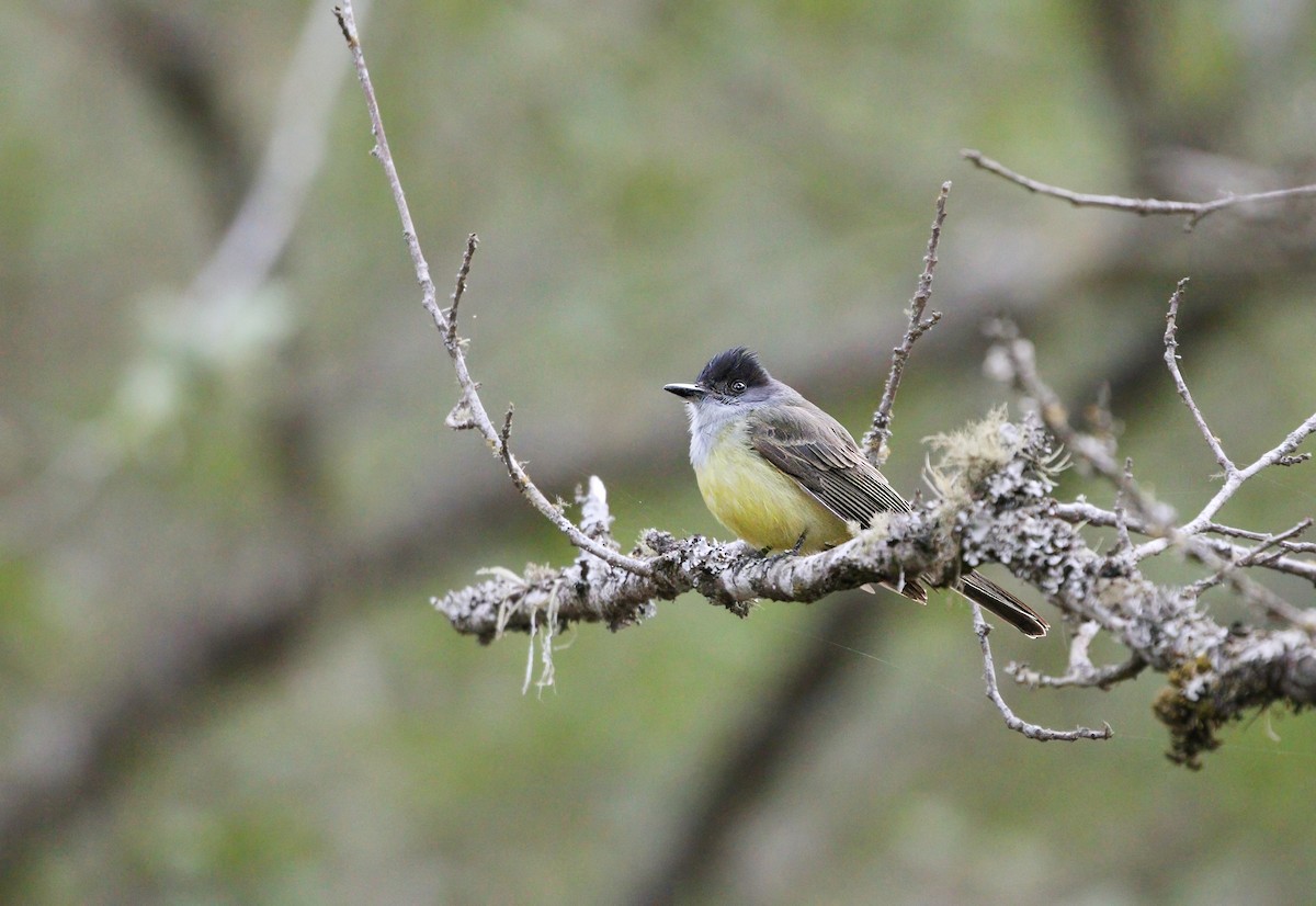 Dusky-capped Flycatcher - ML620512392