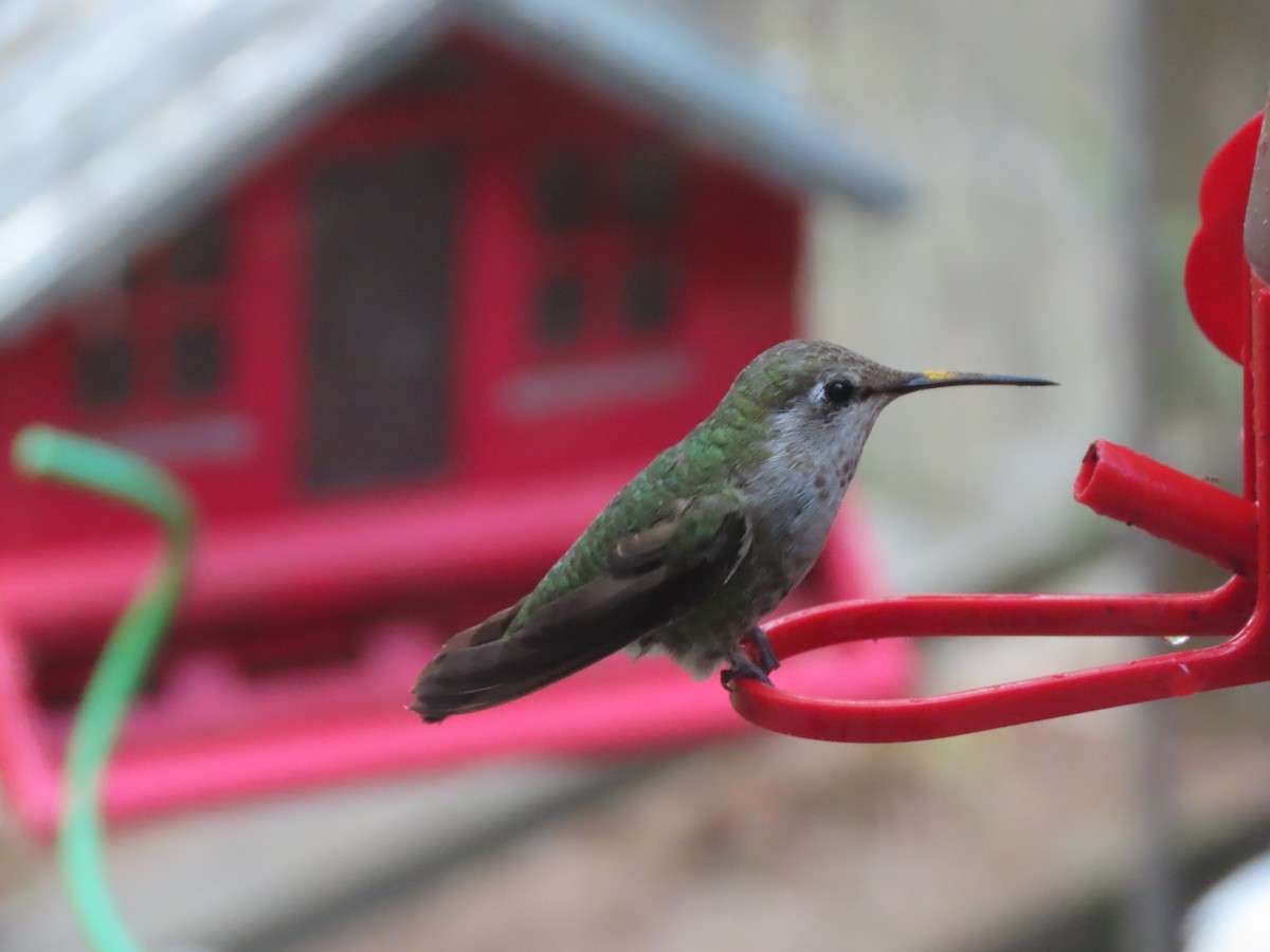 Colibrí de Anna - ML620512393