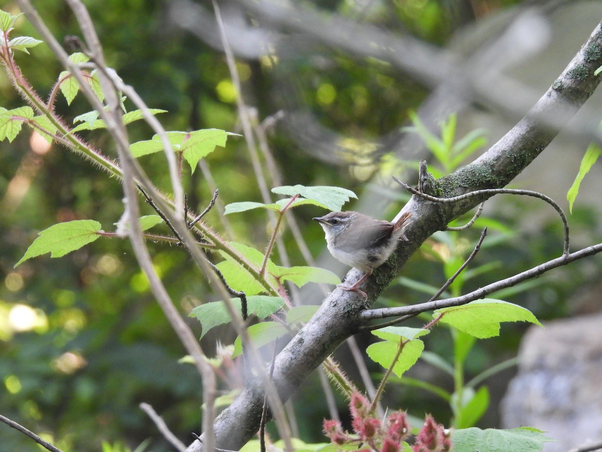 Carolina Wren - ML620512397