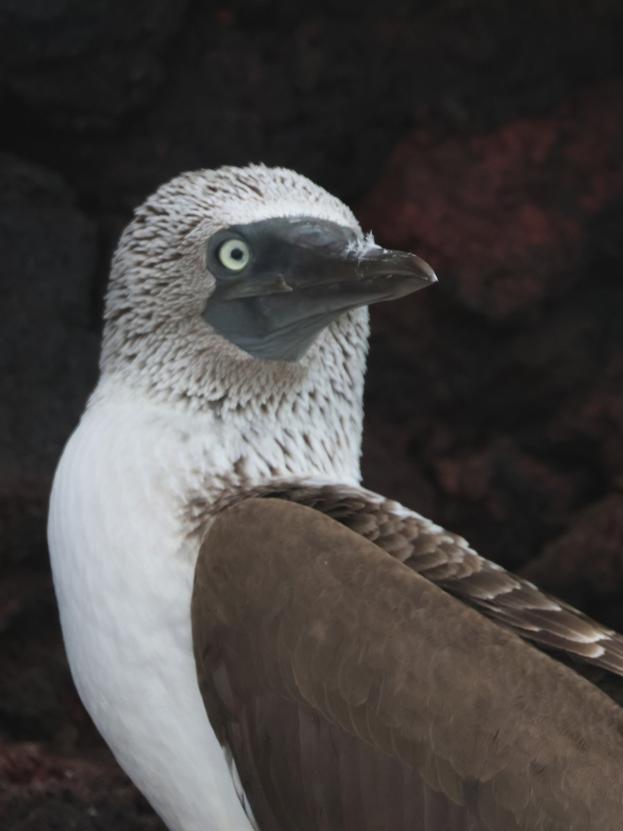 Blue-footed Booby - ML620512398