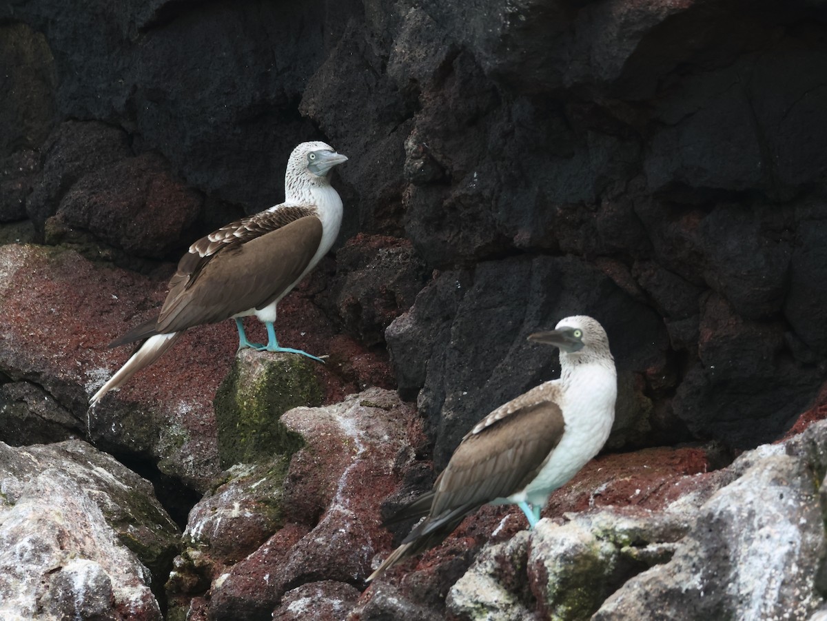 Blue-footed Booby - ML620512400