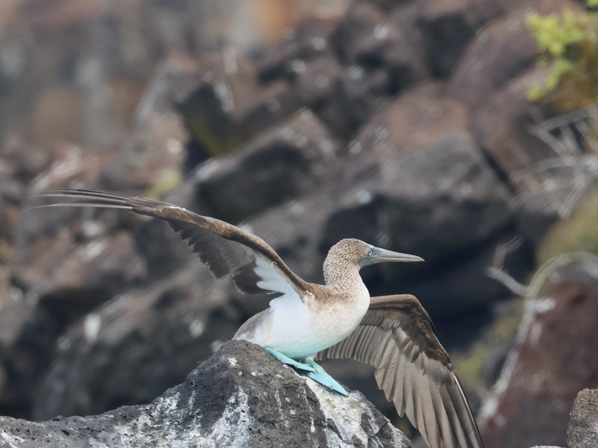 Blue-footed Booby - Jerry OConnor