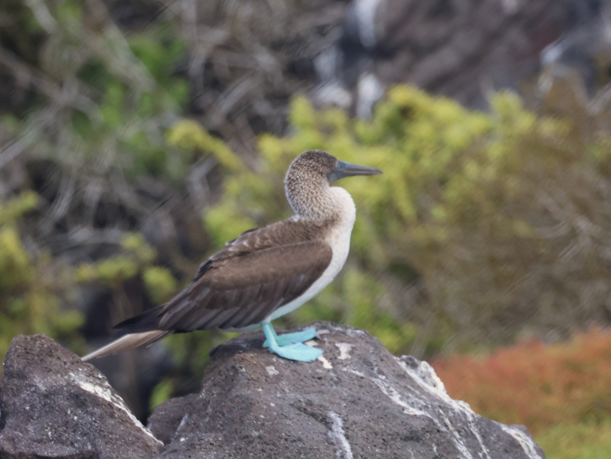 Blue-footed Booby - ML620512402
