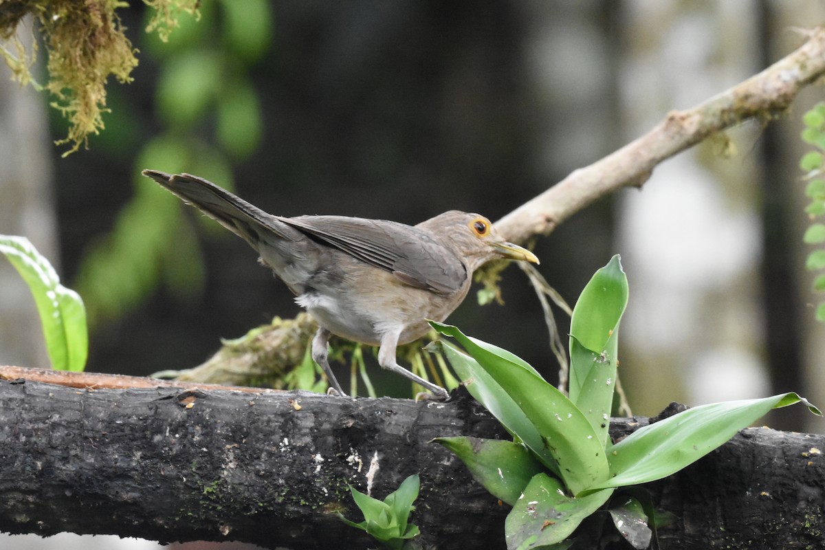 Ecuadorian Thrush - ML620512405