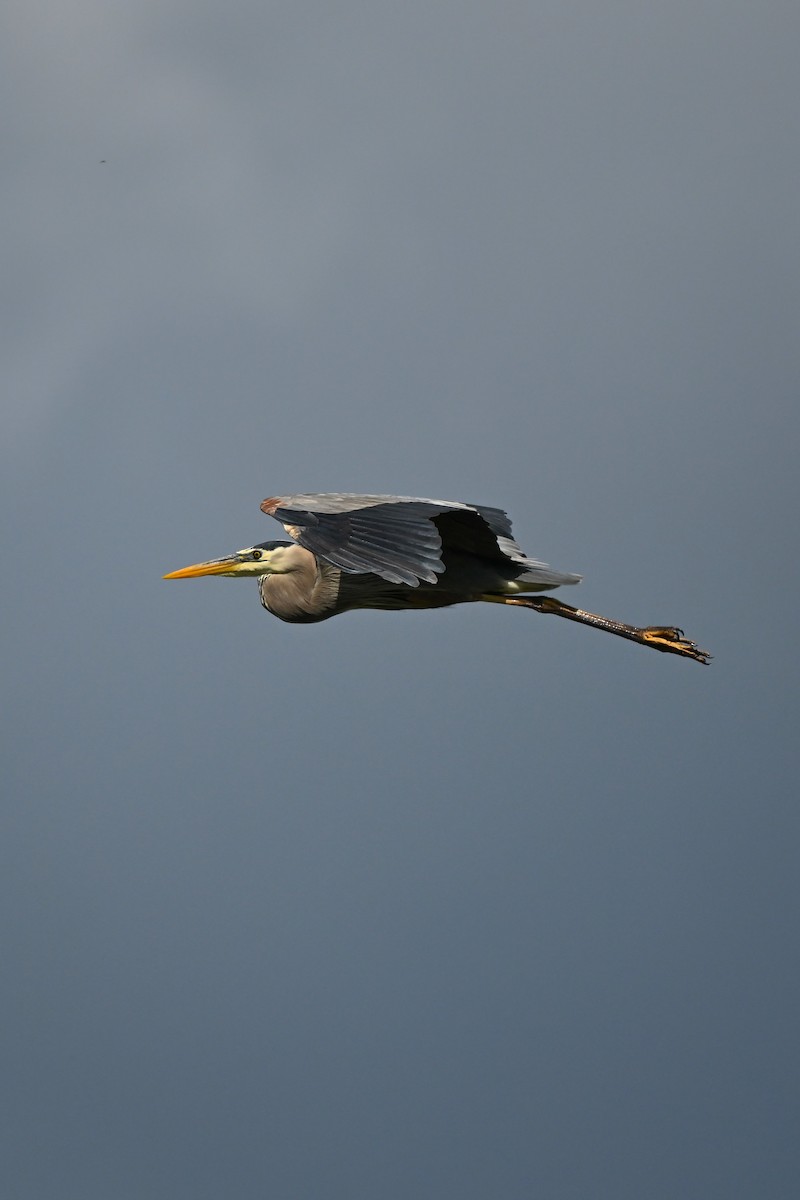 Great Blue Heron - ML620512408