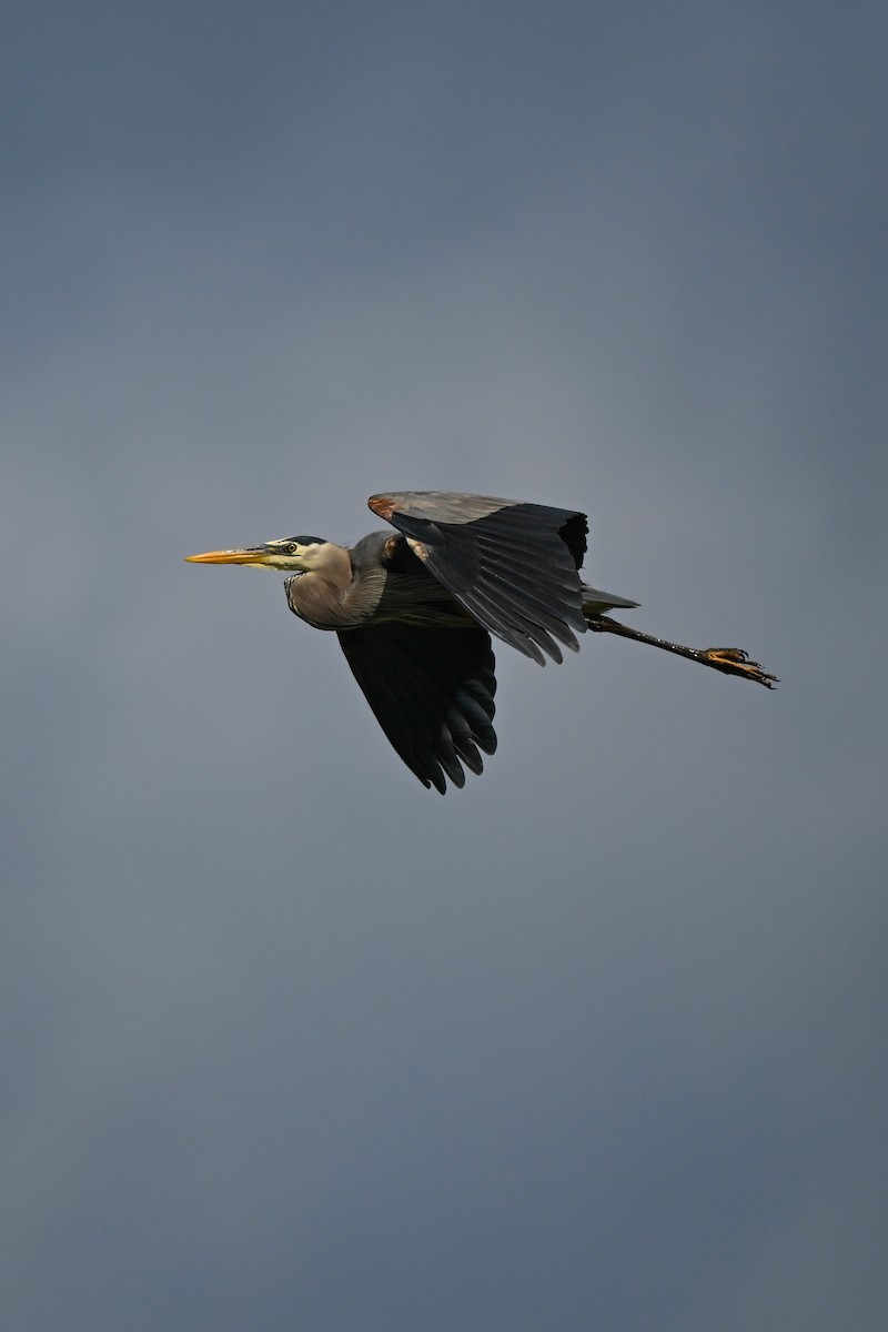 Great Blue Heron - ML620512409