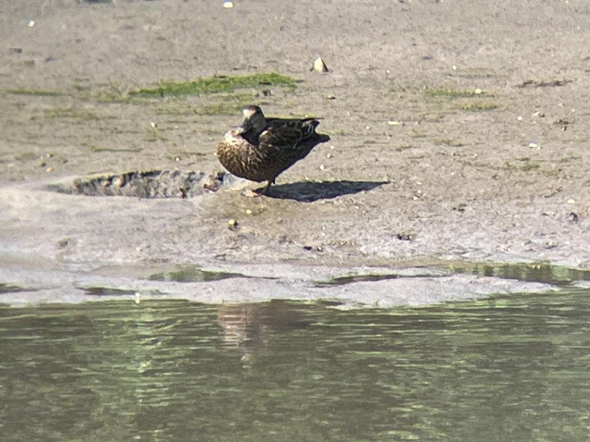 American Black Duck - ML620512411