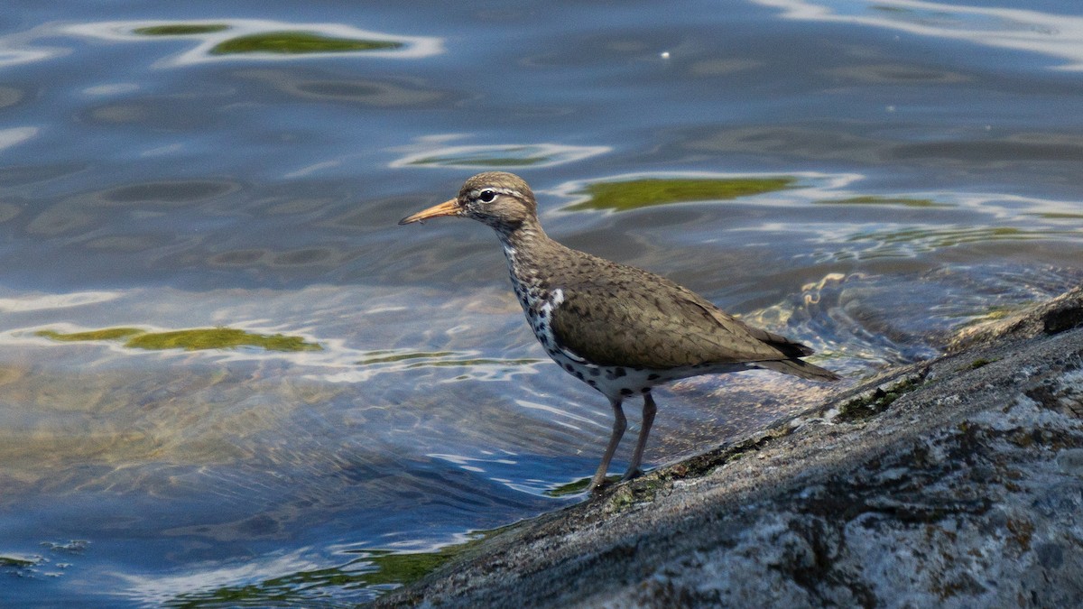 Spotted Sandpiper - ML620512415