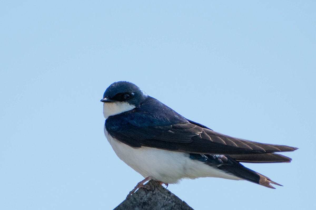 Golondrina Bicolor - ML620512418