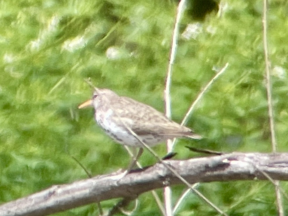 Spotted Sandpiper - ML620512422