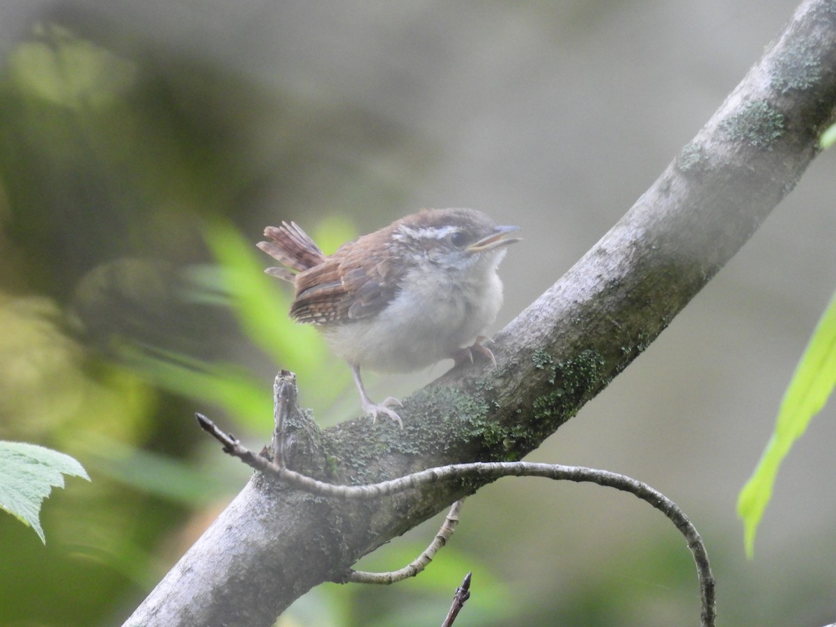 Carolina Wren - ML620512427