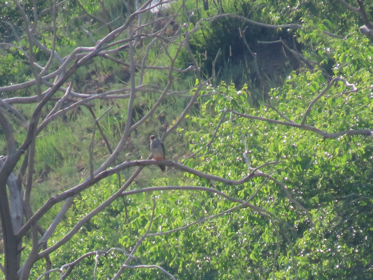 Amur Falcon - ML620512428