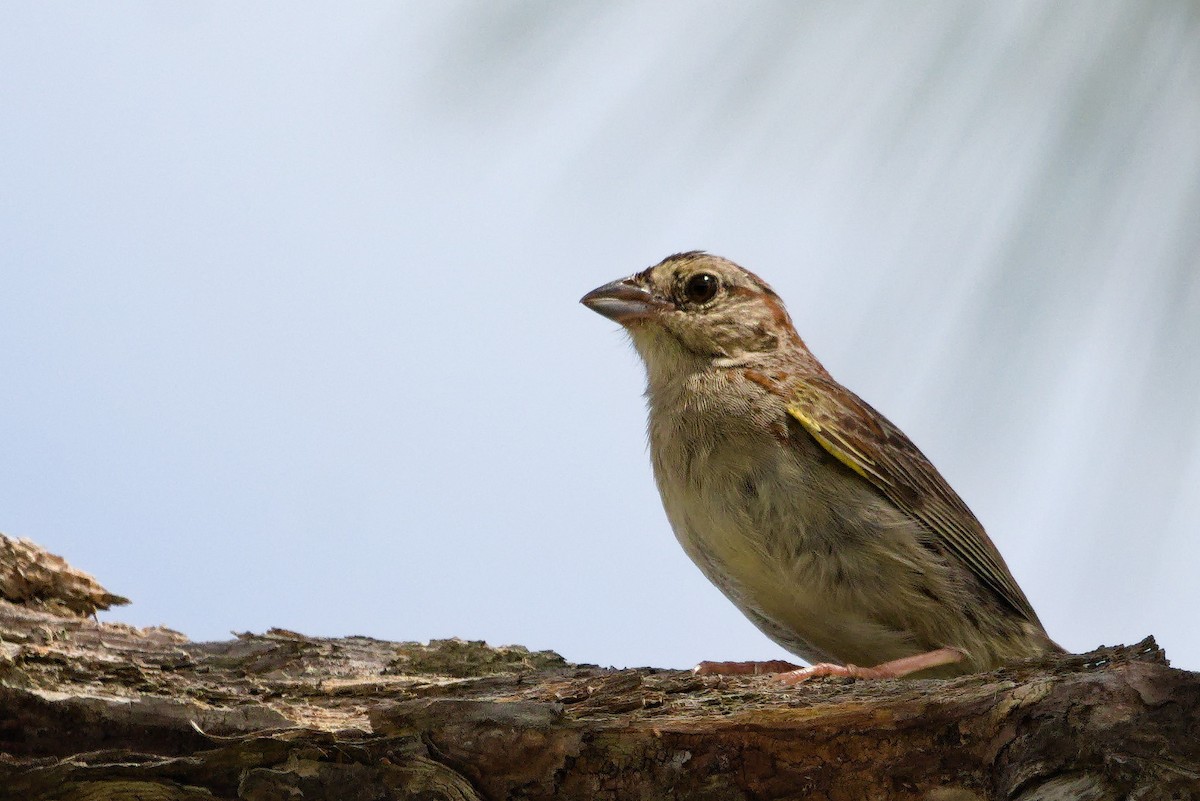 Bachman's Sparrow - ML620512434