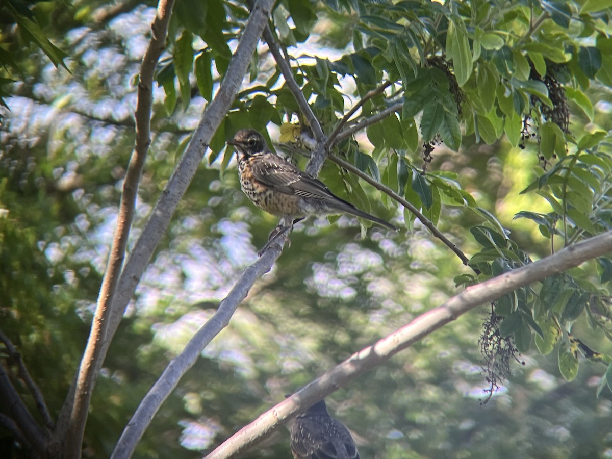 American Robin - ML620512435