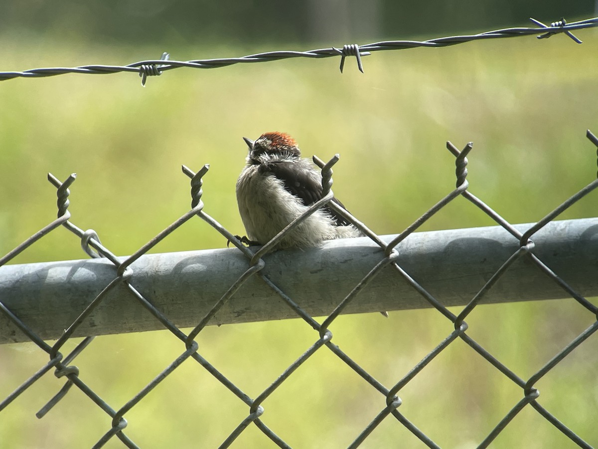 Downy Woodpecker - Craig R Miller