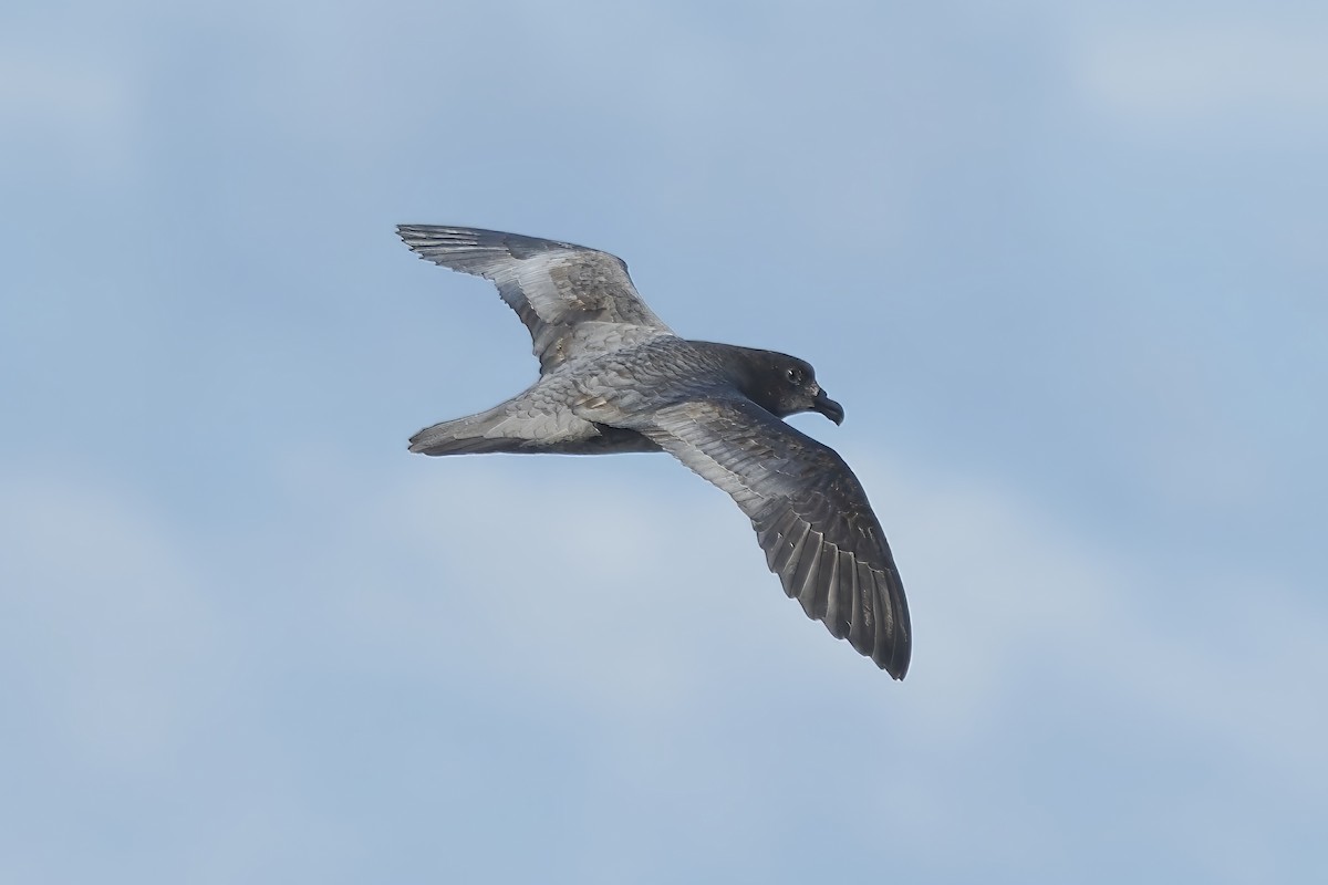 Petrel de Solander - ML620512444