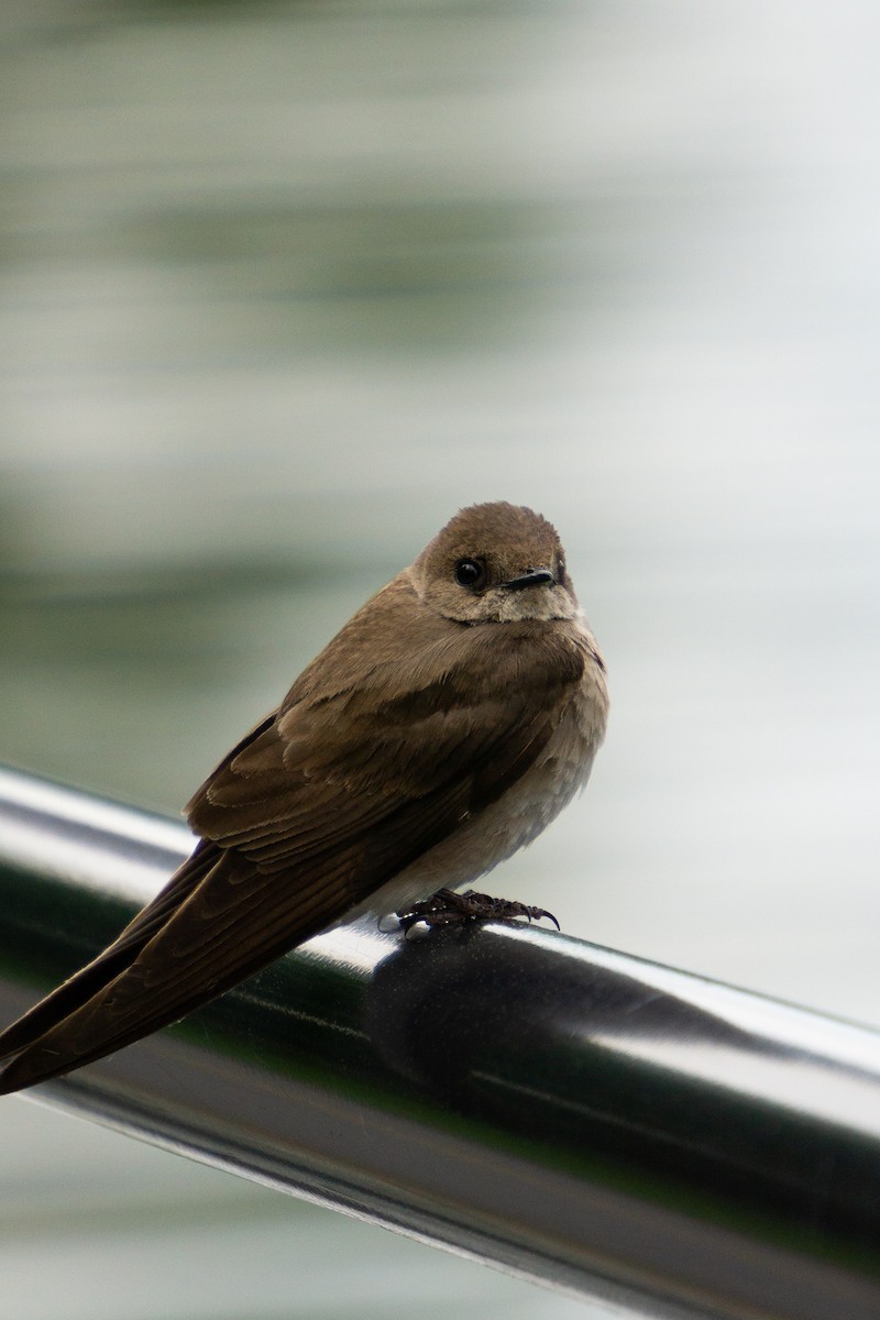 Northern Rough-winged Swallow - ML620512445