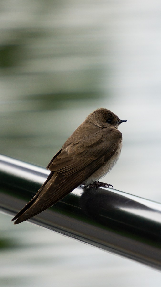 Northern Rough-winged Swallow - ML620512446