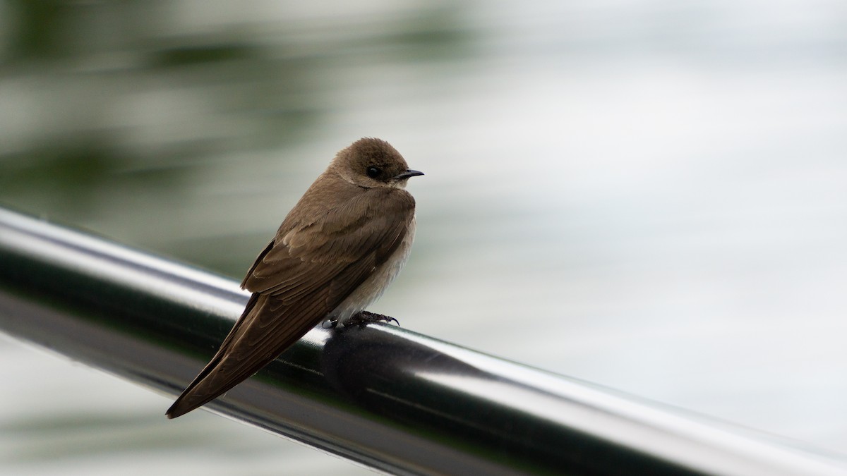 Golondrina Aserrada - ML620512447