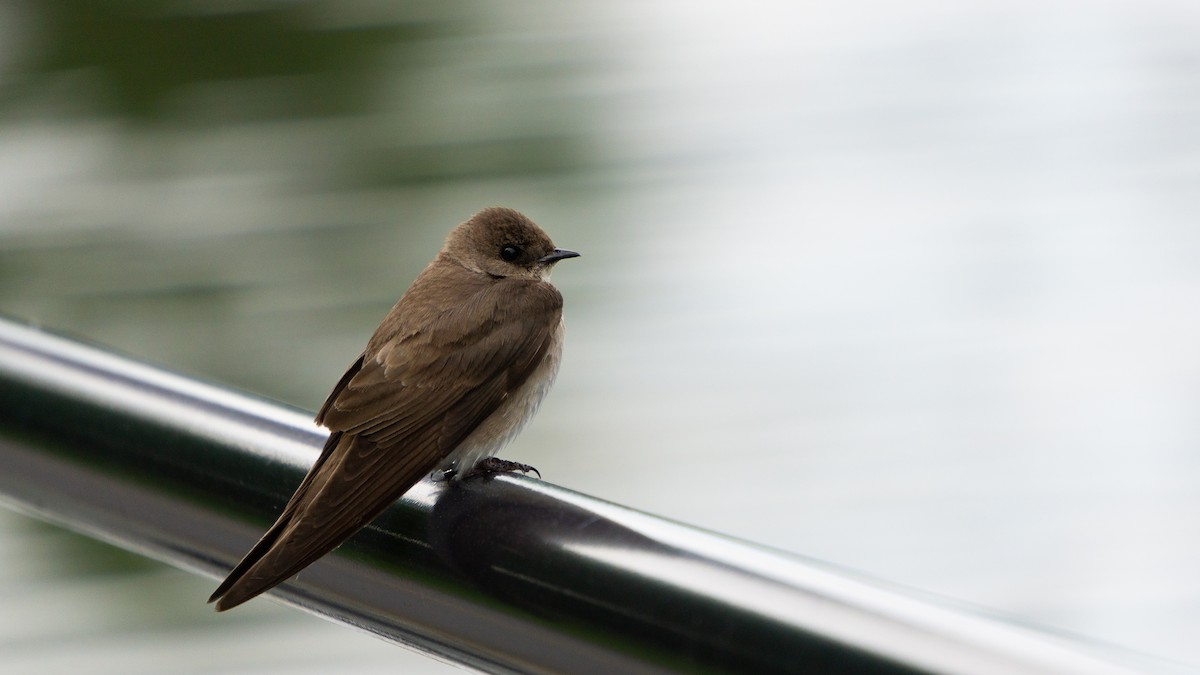 Golondrina Aserrada - ML620512448