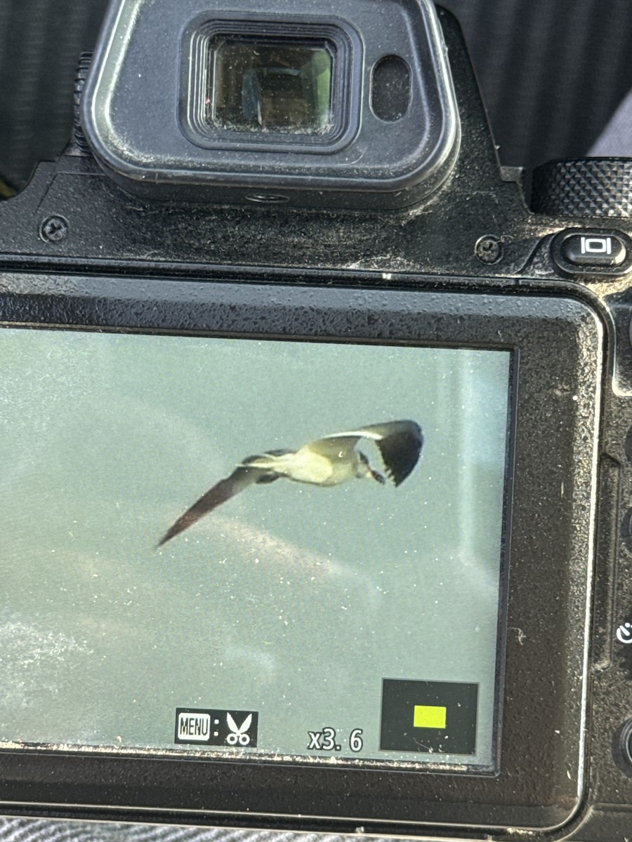 Mouette atricille - ML620512450