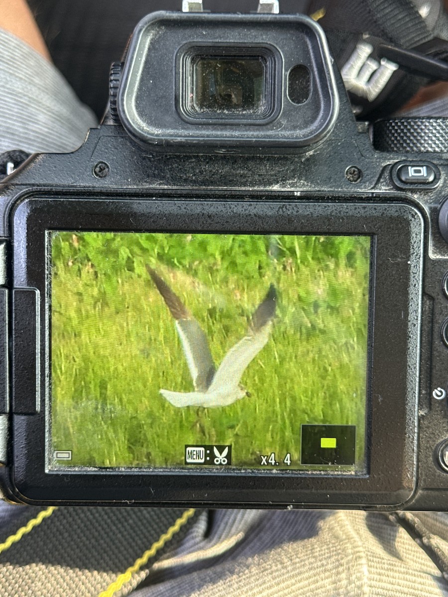 Gaviota Guanaguanare - ML620512451