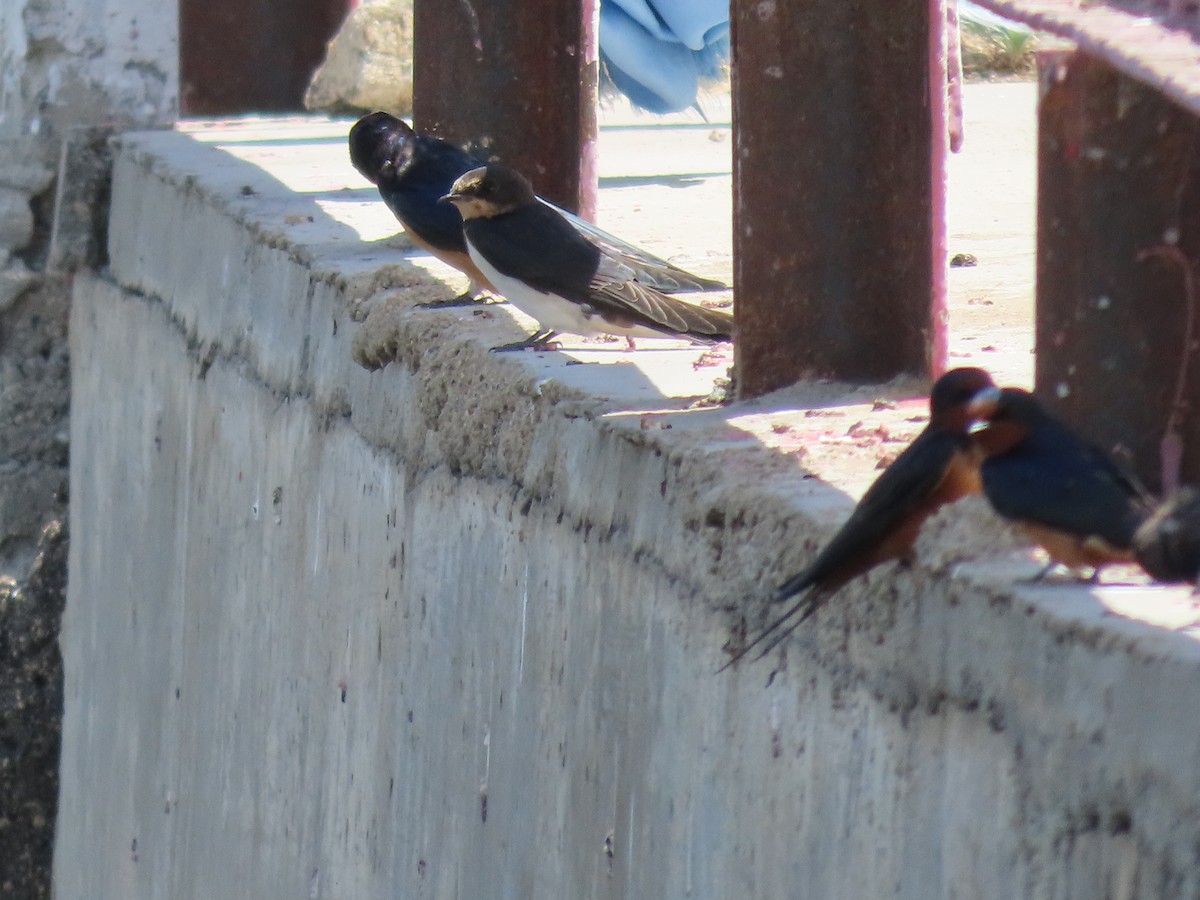 Barn Swallow - ML620512457