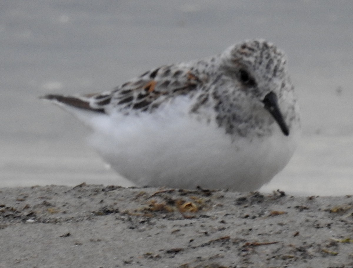 Bécasseau sanderling - ML620512466