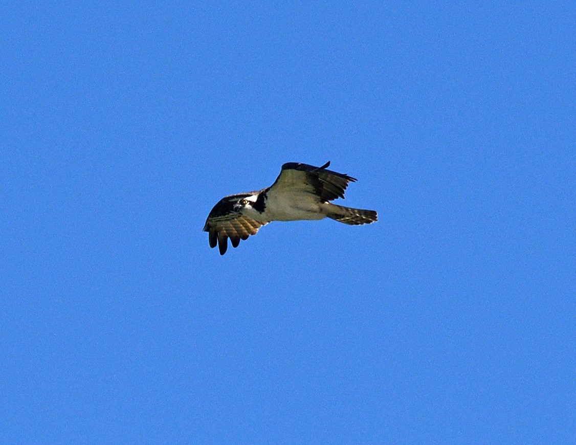 Águila Pescadora - ML620512467