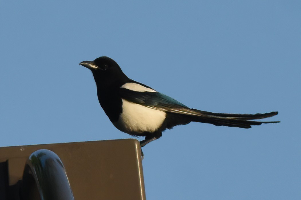 Black-billed Magpie - ML620512470