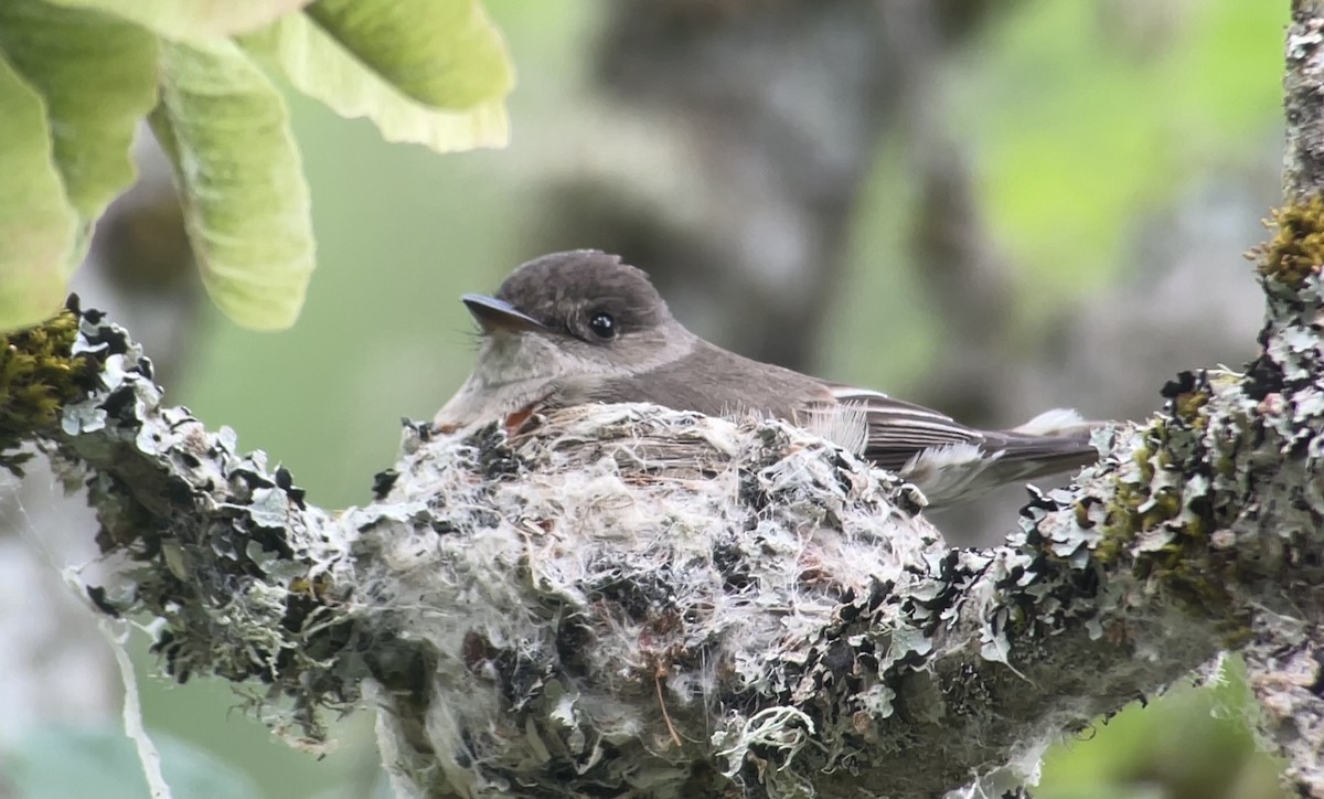 Western Wood-Pewee - ML620512471