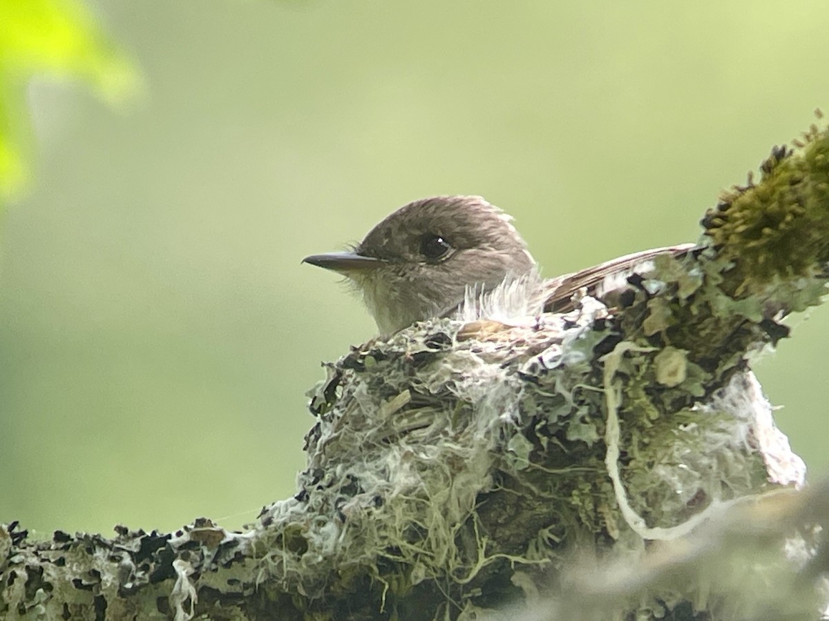 Western Wood-Pewee - ML620512473