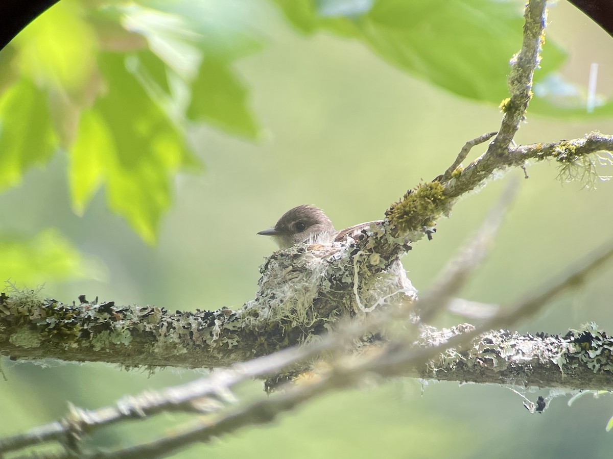 Western Wood-Pewee - ML620512474