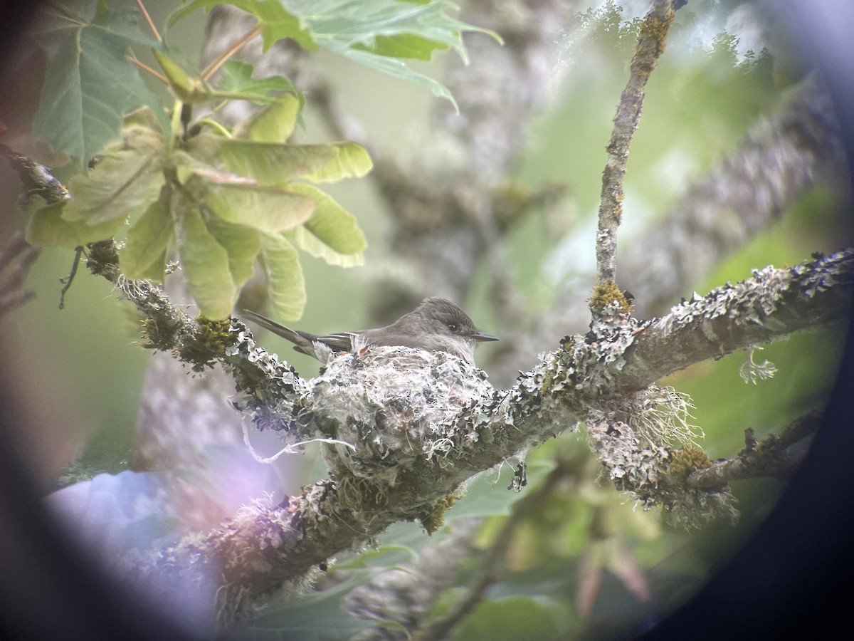 Western Wood-Pewee - ML620512476