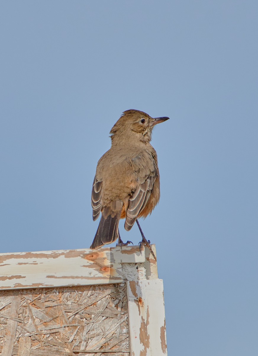 Great Shrike-Tyrant - Angélica  Abarca