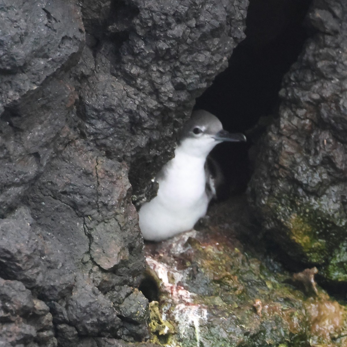 Galapagos Shearwater - Jerry OConnor