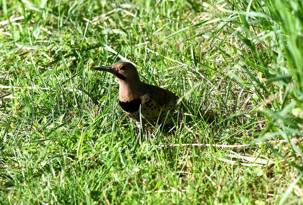 Northern Flicker - ML620512488