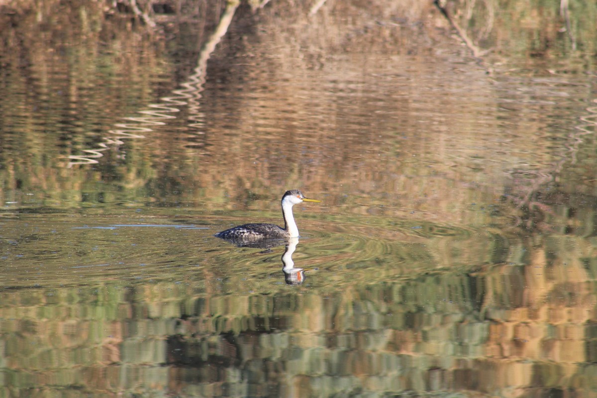 Western Grebe - ML620512491