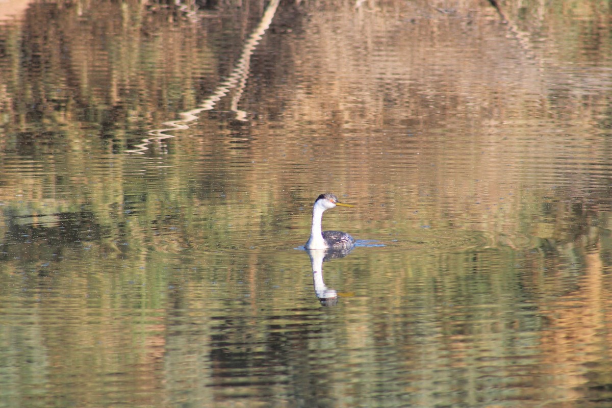 Western Grebe - ML620512493