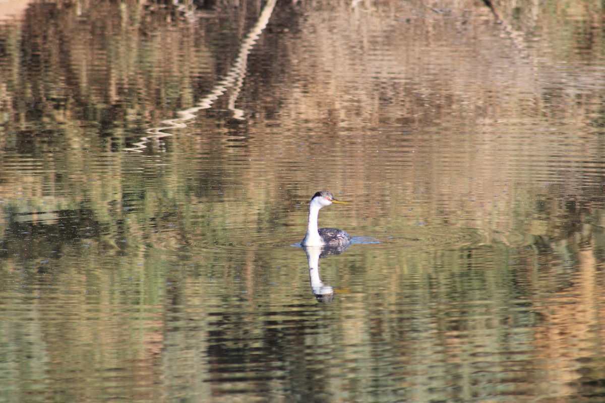 Western Grebe - ML620512494