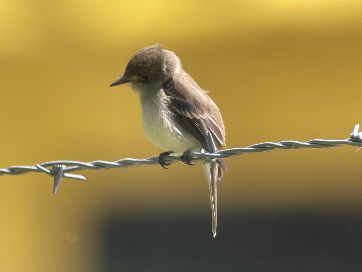 Willow Flycatcher - ML620512495