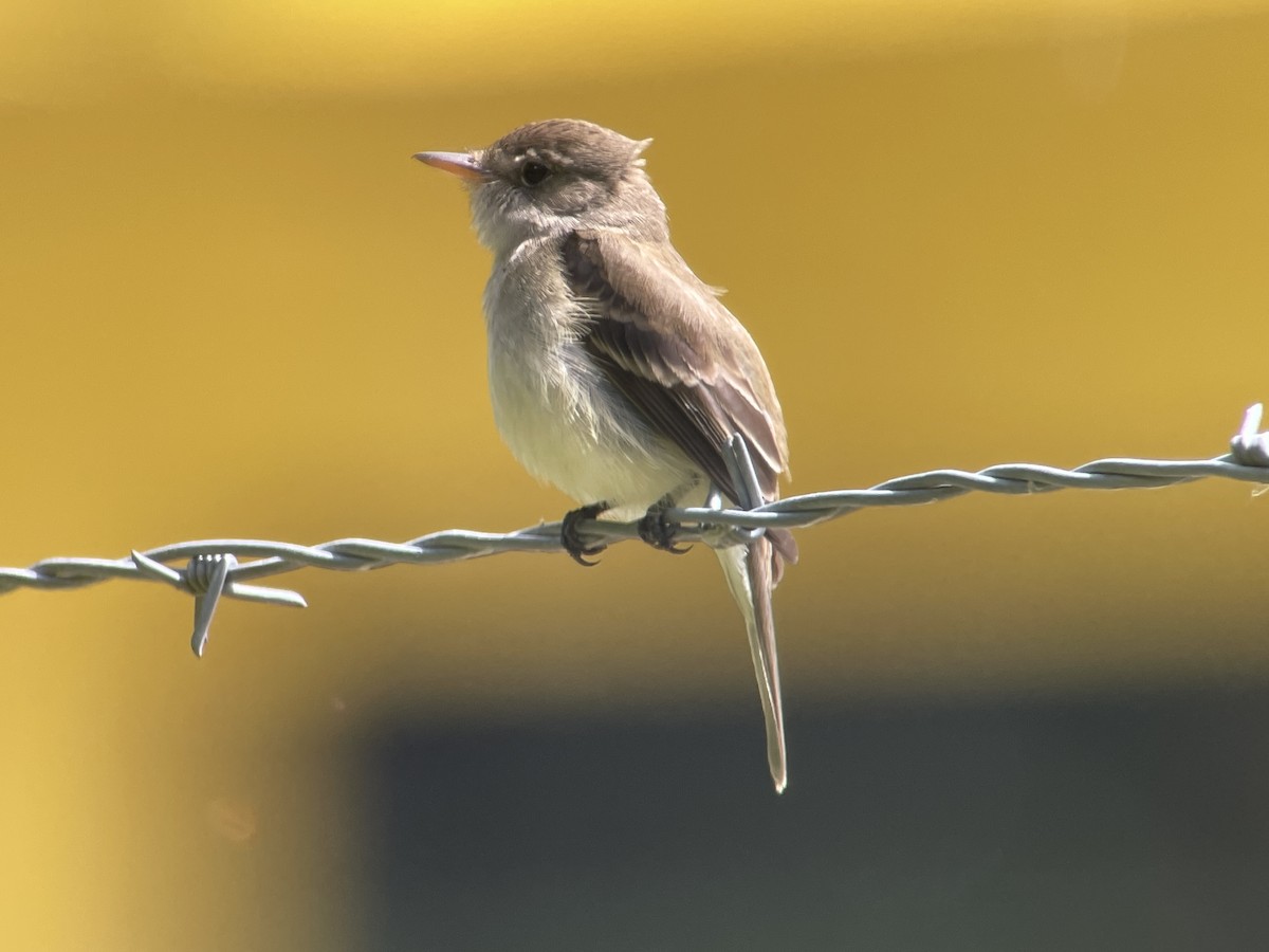 Willow Flycatcher - ML620512496