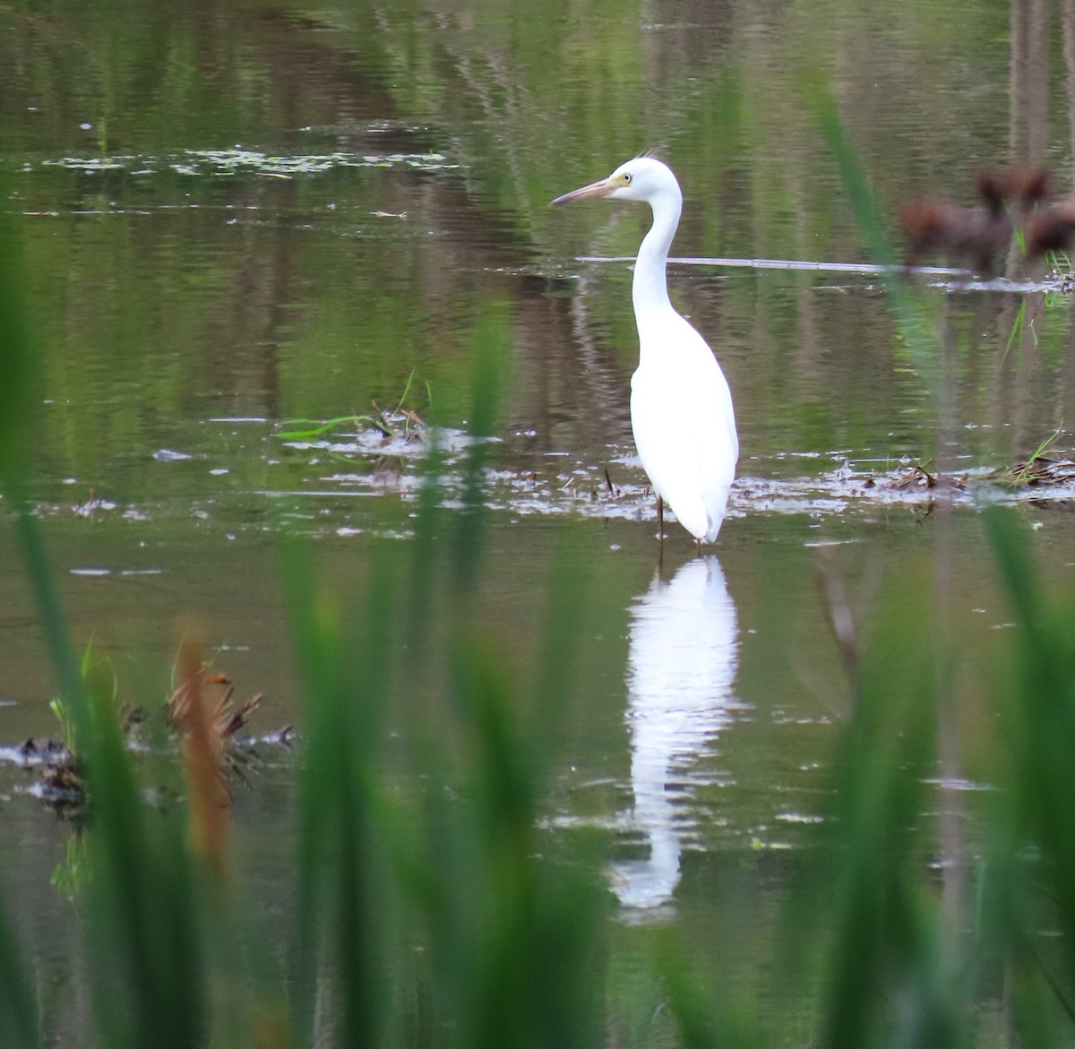 Little Blue Heron - ML620512499