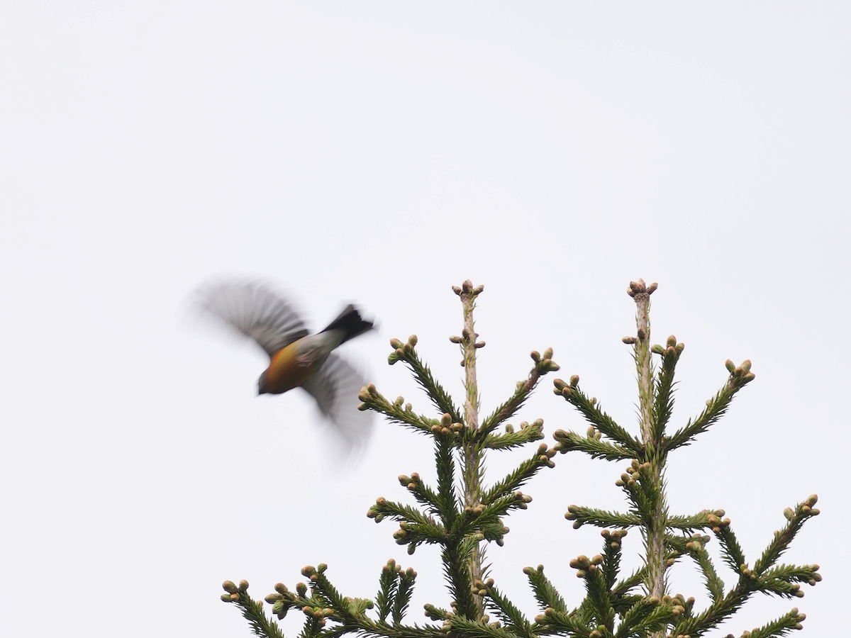 Gray-headed Bullfinch - Zhongyu Wang