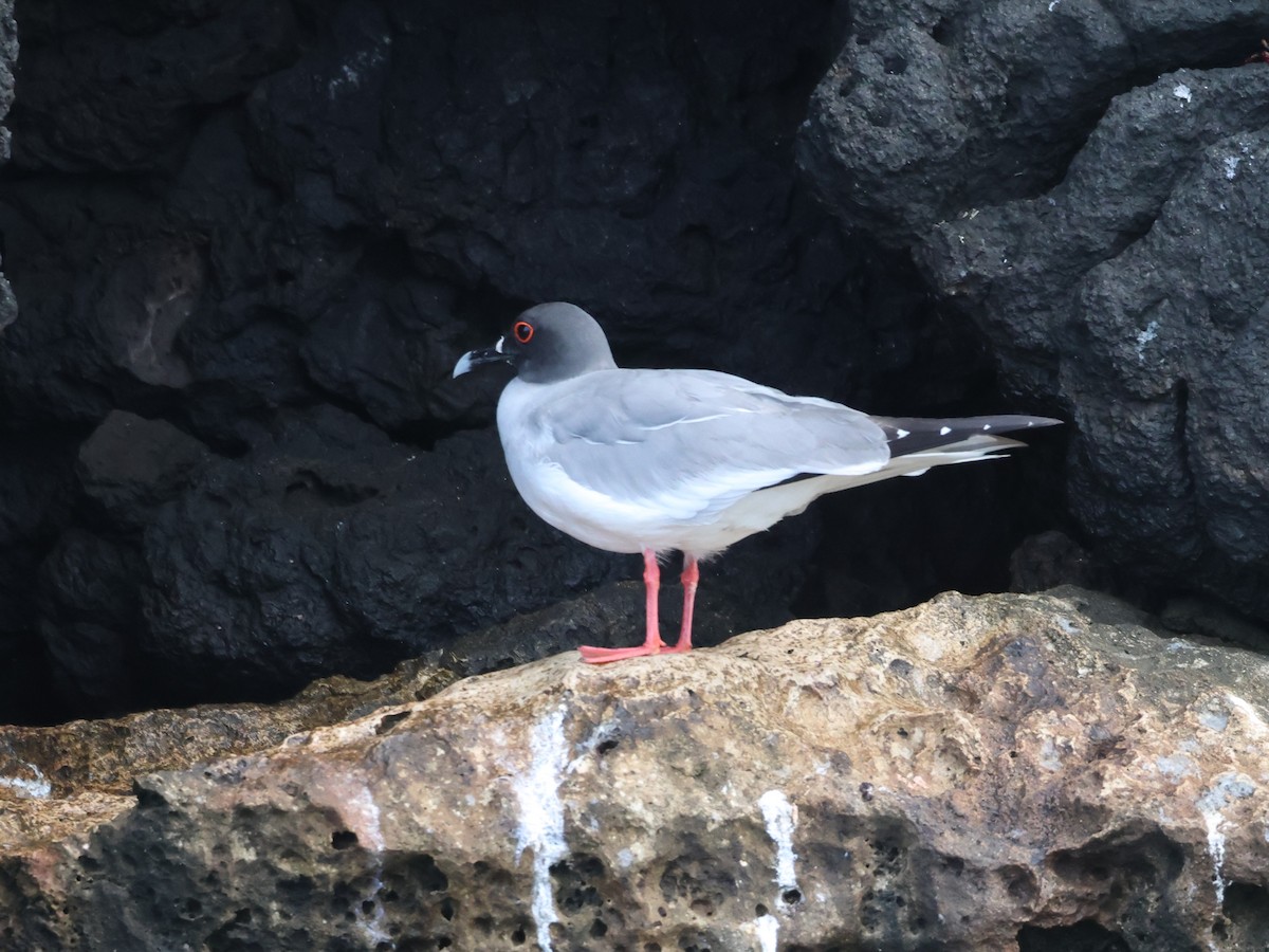 Swallow-tailed Gull - ML620512505