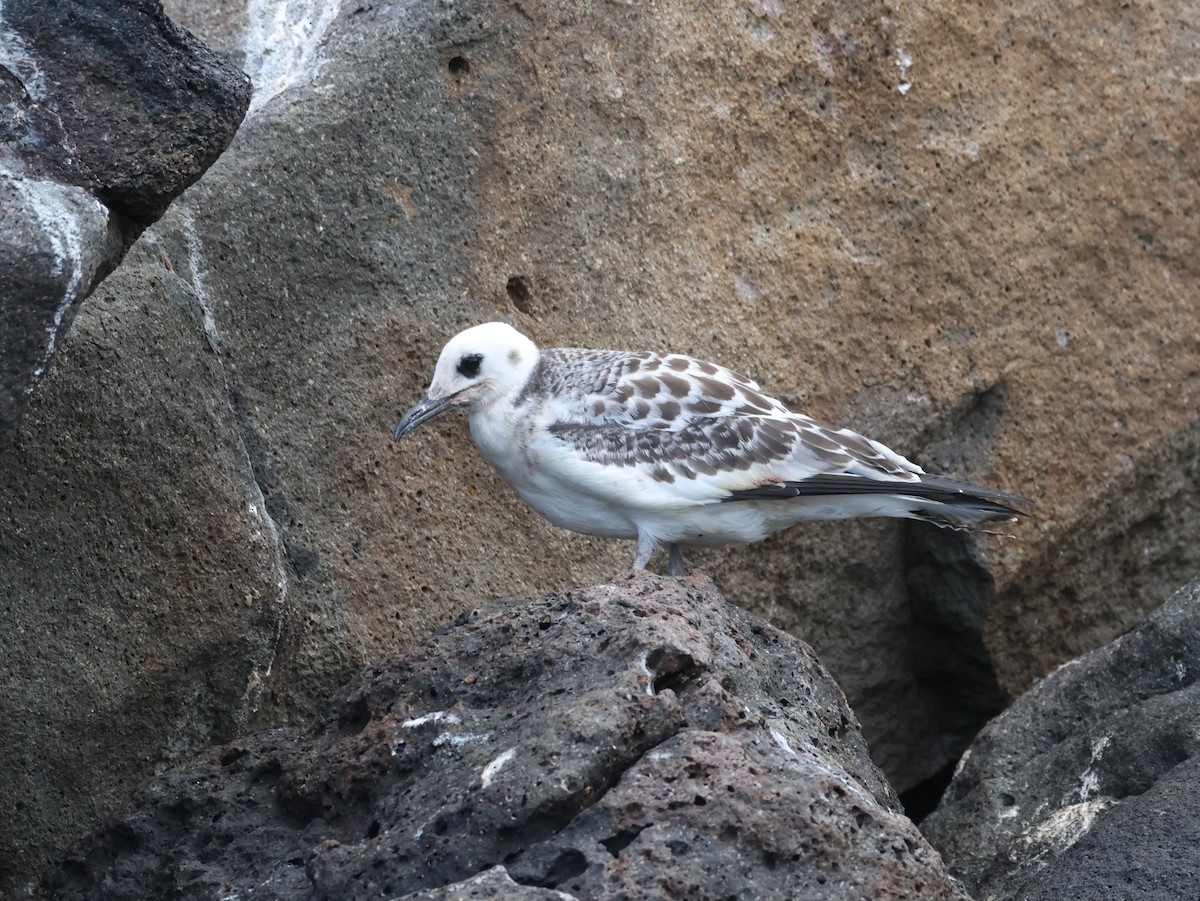 Gaviota Tijereta - ML620512506